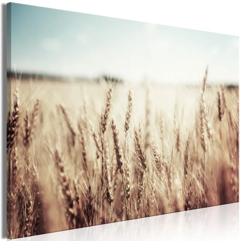 Super Prix Schilderij - Golden Field (1 Part) Wide - 120x80