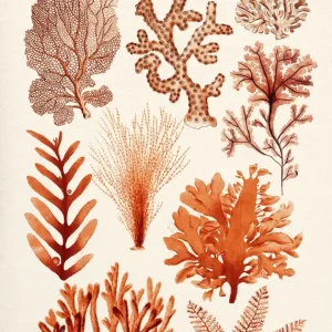 Zeewier &Corals Collectie posters & art prints door Gal Pittel - Premium Poster - 50x70 Produit De Marque