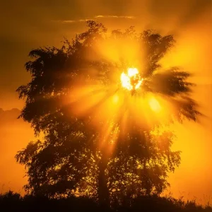 Zonsopgang achter bomen posters & art prints door Mikael Svensson - Premium Poster - 50x70 Prix Promo