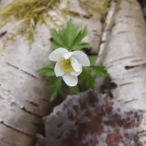 Witte houten anemoon ingebed in berk posters & art prints door Jeanette Riise - Premium Poster - 50x70 Acheter Direct