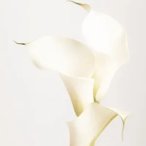 Witte Lelies 3 posters & art prints door Studio One - Premium Poster - 50x70 Bon Marché