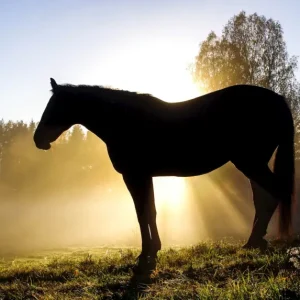 Paard in tegenlicht posters & art prints door Jennie Rydgren - Premium Poster - 50x70 Produit De Marque