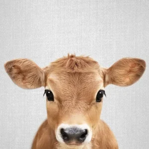 Acheter En Ligne Kalf posters & art prints door Gal Pittel - Premium Poster - 50x70