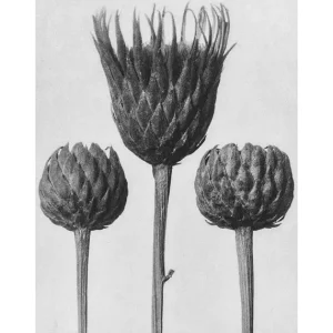 Achat Immédiat Serratula Nudicaulis posters & art prints door Karl Blossfeldt - Premium Poster - 50x70