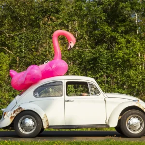 Zomervibes: Klassieke Kever met een roze Flamingo Float posters & art prints door Örjan Fredriksson - Premium Poster - 50x70 Remise