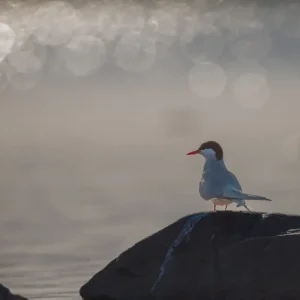 Zilveren Stern Sun Glitter posters & art prints door Magnus Jansson - Premium Poster - 50x70 Promotion