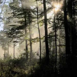 Zonnestralen in het bos posters & art prints door Judith Rouge - Premium Poster - 50x70 Vente Directe