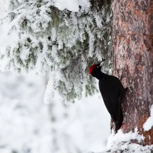 Zwarte specht posters & art prints door Marie Gustafsson - Premium Poster - 50x70 Jusqu’à Épuisement Des Stocks