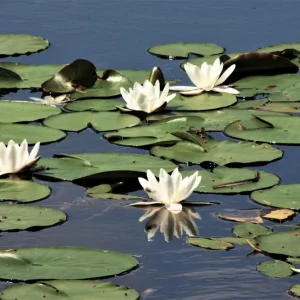 Zomer posters & art prints door Eva Arud - Premium Poster - 50x70 Produit De Marque