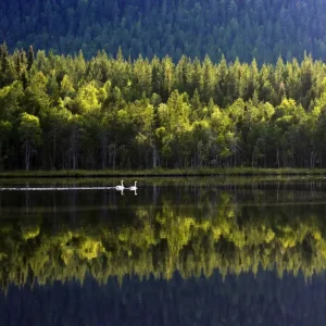 Zwanenmeer posters & art prints door Frida Lindgren - Premium Poster - 50x70 Acheter En Ligne