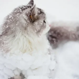 Aandachtig posters & art prints door Sunghyuk Lim - Premium Poster - 50x70 Bon Plan