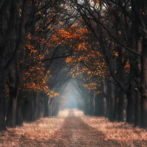 Achat Immédiat Gouden bladeren van De Hoge Veluwe posters & art prints door Hans Logren - Premium Poster - 50x70