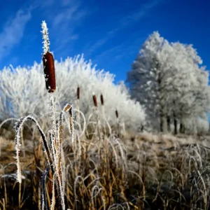 Acheter Direct De ochtend van de winter bij de lakeside posters & art prints door Johan Hult - Premium Poster - 50x70