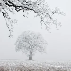 WITTE EIK II posters & art prints door Christer Sjöberg - Premium Poster - 50x70 Certifié