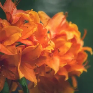 Achat Immédiat Bladeren in oranje posters & art prints door Ludwig Sörmlind - Premium Poster - 50x70