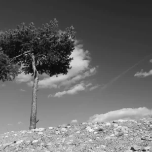 Achat Immédiat De boom op de heuvel posters & art prints door Angelica Söderlund - Premium Poster - 50x70