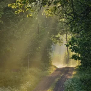 Achat Immédiat De stralen van de zon posters & art prints door Karin Hedström - Premium Poster - 50x70