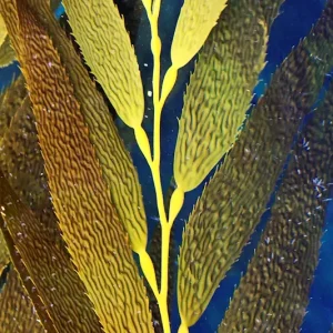 Zeewier posters & art prints door Reinhold Skoglund - Premium Poster - 50x70 Retour Gratuit