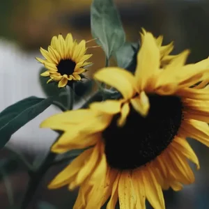 Zonnebloem Collectief posters & art prints door Wildful Journeys - Premium Poster - 50x70 Nouveauté