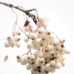 Witte lijsterbessen posters & art prints door Magnus Ericson - Premium Poster - 50x70 Prix Cassé