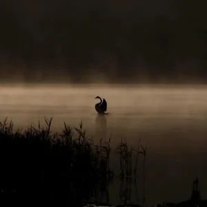 Zwanenmeer posters & art prints door Lars-Eric Sellberg - Premium Poster - 50x70 Commande En Gros