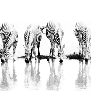 Zebra's bij drinkplaatsen posters & art prints door Daniel Lamborn - Premium Poster - 50x70 Super Prix