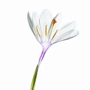 Witte schoonheid posters & art prints door Susanne Heller - Premium Poster - 50x70 Soldes