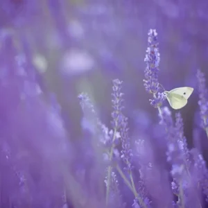 Witstaartarend op lavendel posters & art prints door Aleksandra Madejska - Premium Poster - 50x70 Livraison Express