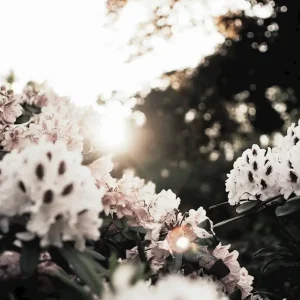 Zonsondergang in Humlegården posters & art prints door Öznur Yigin - Premium Poster - 50x70 Commande En Gros