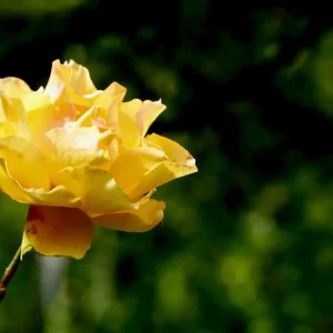 Achat Immédiat Geel nam toe posters & art prints door Terese Olofsson - Premium Poster - 50x70