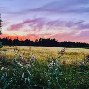 Zonsondergang in augustus posters & art prints door Sofia Andersson - Premium Poster - 50x70 Seulement Aujourd’hui