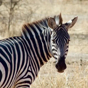 Zebra op de savanne in Tanzania posters & art prints door Patrik Enlund - Premium Poster - 50x70 Dernière Chance