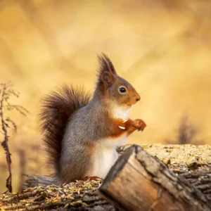 A golden morning posters & art prints door Remy Brändefalk - Premium Poster - 50x70 Remise