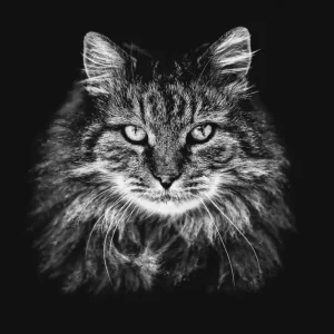 Zwarte kat posters & art prints door Glenn T Unger - Premium Poster - 50x70 Pas Cher