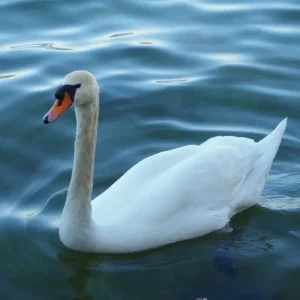 Witte Zwaan in het meer van Bavaro posters & art prints door Aida - Premium Poster - 50x70 Expédié Aujourd’hui