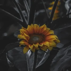 Zonnebloem posters & art prints door Maria-Elisabeth Metzger - Premium Poster - 50x70 Offre Spéciale