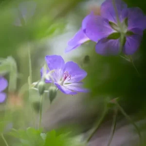 "Nieuw zie je me" posters & art prints door Amandus Bengtson - Premium Poster - 50x70 Retour Gratuit