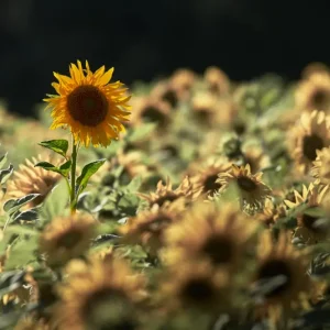 Zonnebloem die omhoog plakt posters & art prints door Stefan Winberg - Premium Poster - 50x70 Quantité Limitée