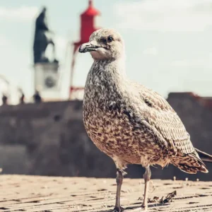 Zeemeeuw posters & art prints door Lynn Nissens - Premium Poster - 50x70 Authentique