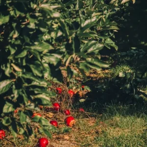 Acheter Direct Apfelplantage/ appelboomgaard posters & art prints door Melanie Hagen - Premium Poster - 50x70