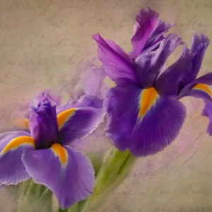 Achat Immédiat Irissen posters & art prints door Bety Boo - Premium Poster - 50x70