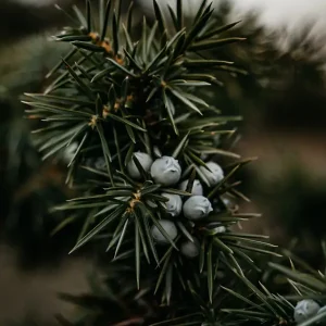 Achat Immédiat Jeneverbestak met rijp bier posters & art prints door Christian G. - Premium Poster - 50x70