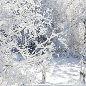 Winter Wonderland: een glimp van een ijzig bos posters & art prints door Anne Flach - Premium Poster - 50x70 Livraison Express