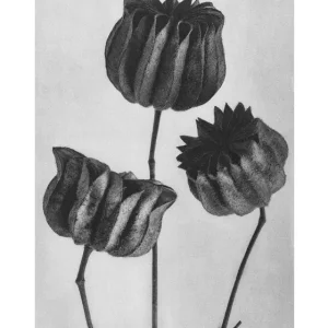 Abutilon (Lime Mallow posters & art prints door Karl Blossfeldt - Premium Poster - 50x70 Usine Directe