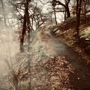 Acheter Direct Dimskog posters & art prints door Diana Storåsen - Premium Poster - 50x70