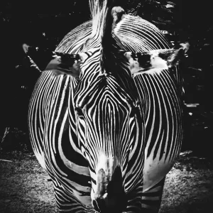 Zebra posters & art prints door Jakob R - Premium Poster - 50x70 Dernière Chance