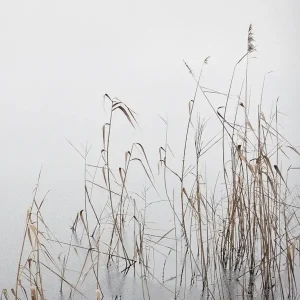 Achat Immédiat Ochtenddauw Riet posters & art prints door Lena Weisbek - Premium Poster - 50x70