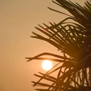 Zon in je Palm posters & art prints door Ingrid - Premium Poster - 50x70 Nouvelle Collection