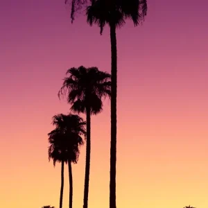 Zonsondergang Palmbomen posters & art prints door Philippe HUGONNARD - Premium Poster - 50x70 Acheter Direct