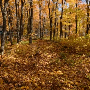 A sugar bush in the fall posters & art prints door Claude Laprise - Premium Poster - 50x70 Solde